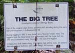 Big-Tree-sign